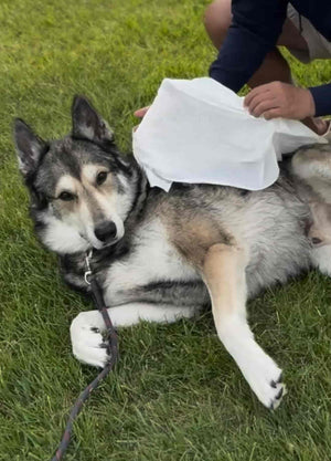 Dog lying on grass getting cleaned with a pet wipe