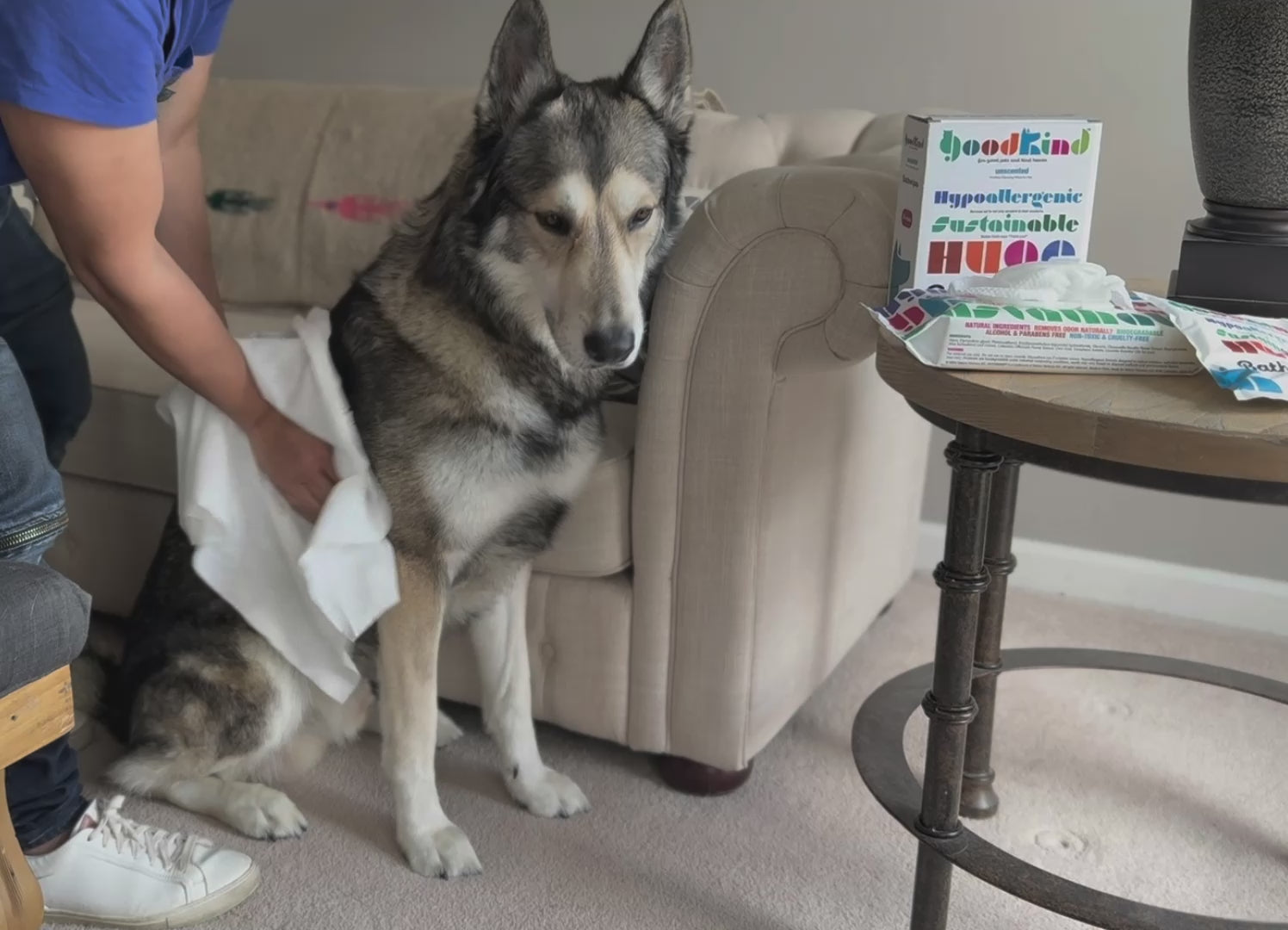 Dog being cleaned with GOODKIND oversized pet wipe – biodegradable and extra large
