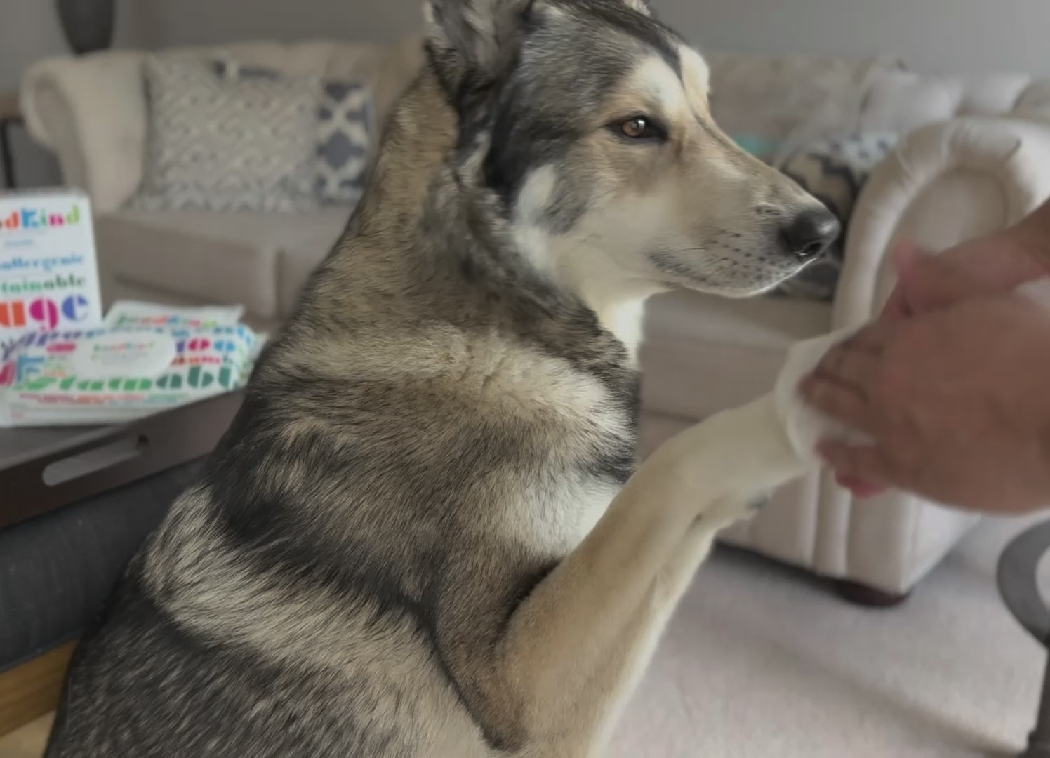 Video of a dog getting wiped with GOODKIND Everyday Grooming Wipes. Shows interaction between pet and owner using the wipes in a home setting.
