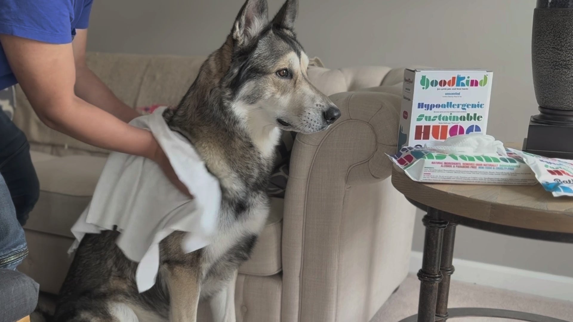 Husky being cleaned by pet wipes